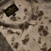 HALF SLEEVE PRINT SHIRTS BIG DARK BROWN